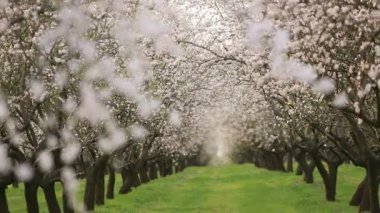 Çiçekli badem bahçesi. Avrupa 'da ilkbaharda açan pembe çiçekli güzel ağaçlar. Badem çiçeği..