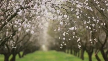 Çiçekli badem bahçesi. Avrupa 'da ilkbaharda açan pembe çiçekli güzel ağaçlar. Badem çiçeği..