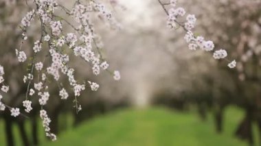 Çiçekli badem bahçesi. Avrupa 'da ilkbaharda açan pembe çiçekli güzel ağaçlar. Badem çiçeği..