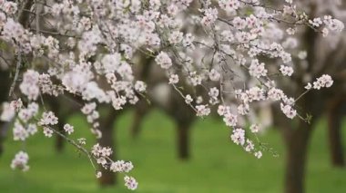 Çiçekli badem bahçesi. Avrupa 'da ilkbaharda açan pembe çiçekli güzel ağaçlar. Badem çiçeği..
