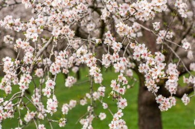 Çiçekli badem bahçesi. Avrupa 'da ilkbaharda açan pembe çiçekli güzel ağaçlar. Badem çiçeği..