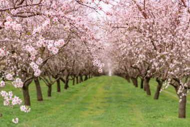 Çiçekli badem bahçesi. Avrupa 'da ilkbaharda açan pembe çiçekli güzel ağaçlar. Badem çiçeği..