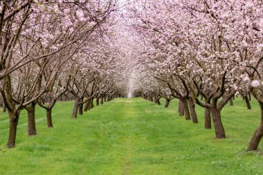 Çiçekli badem bahçesi. Avrupa 'da ilkbaharda açan pembe çiçekli güzel ağaçlar. Badem çiçeği..