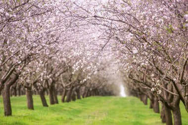 Çiçekli badem bahçesi. Avrupa 'da ilkbaharda açan pembe çiçekli güzel ağaçlar. Badem çiçeği..