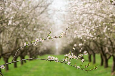 Çiçekli badem bahçesi. Avrupa 'da ilkbaharda açan pembe çiçekli güzel ağaçlar. Badem çiçeği..