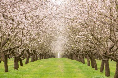 Çiçekli badem bahçesi. Avrupa 'da ilkbaharda açan pembe çiçekli güzel ağaçlar. Badem çiçeği..