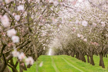 Çiçekli badem bahçesi. Avrupa 'da ilkbaharda açan pembe çiçekli güzel ağaçlar. Badem çiçeği..