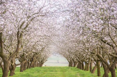 Çiçekli badem bahçesi. Avrupa 'da ilkbaharda açan pembe çiçekli güzel ağaçlar. Badem çiçeği..