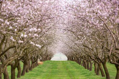 Çiçekli badem bahçesi. Avrupa 'da ilkbaharda açan pembe çiçekli güzel ağaçlar. Badem çiçeği..