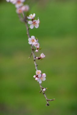 Çiçekli badem bahçesi. Avrupa 'da ilkbaharda açan pembe çiçekli güzel ağaçlar. Badem çiçeği..
