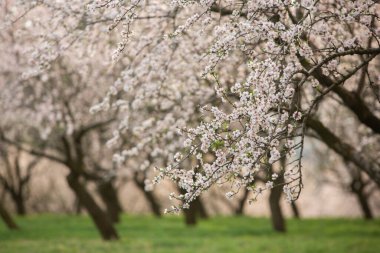 Çiçekli badem bahçesi. Avrupa 'da ilkbaharda açan pembe çiçekli güzel ağaçlar. Badem çiçeği..