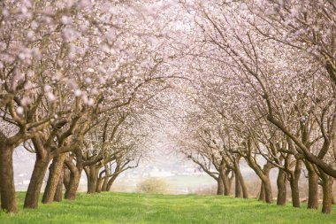 Çiçekli badem bahçesi. Avrupa 'da ilkbaharda açan pembe çiçekli güzel ağaçlar. Badem çiçeği..