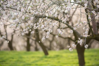 Çiçekli badem bahçesi. Avrupa 'da ilkbaharda açan pembe çiçekli güzel ağaçlar. Badem çiçeği..