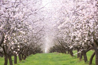 Çiçekli badem bahçesi. Avrupa 'da ilkbaharda açan pembe çiçekli güzel ağaçlar. Badem çiçeği..