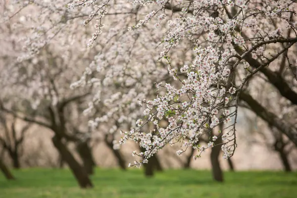 Çiçekli badem bahçesi. Avrupa 'da ilkbaharda açan pembe çiçekli güzel ağaçlar. Badem çiçeği..