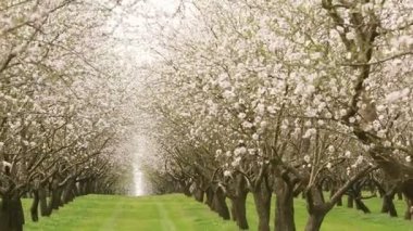 Çiçekli badem bahçesi. Avrupa 'da ilkbaharda açan pembe çiçekli güzel ağaçlar. Badem çiçeği..
