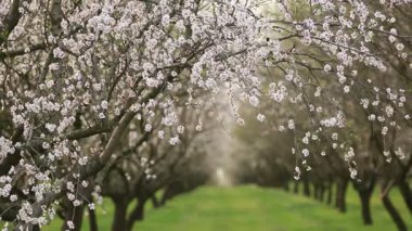 Çiçekli badem bahçesi. Avrupa 'da ilkbaharda açan pembe çiçekli güzel ağaçlar. Badem çiçeği..