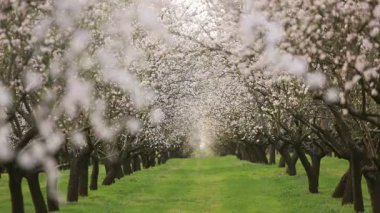 Çiçekli badem bahçesi. Avrupa 'da ilkbaharda açan pembe çiçekli güzel ağaçlar. Badem çiçeği..
