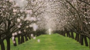 Çiçekli badem bahçesi. Avrupa 'da ilkbaharda açan pembe çiçekli güzel ağaçlar. Badem çiçeği..