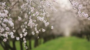 Çiçekli badem bahçesi. Avrupa 'da ilkbaharda açan pembe çiçekli güzel ağaçlar. Badem çiçeği..