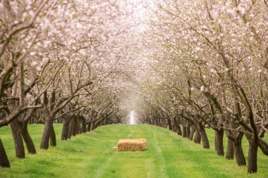 Çiçekli badem bahçesi. Avrupa 'da ilkbaharda açan pembe çiçekli güzel ağaçlar. Badem çiçeği..