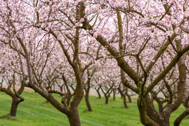 Çiçekli badem bahçesi. Avrupa 'da ilkbaharda açan pembe çiçekli güzel ağaçlar. Badem çiçeği..
