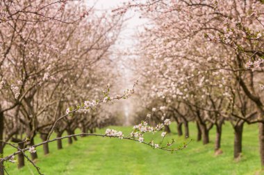 Çiçekli badem bahçesi. Avrupa 'da ilkbaharda açan pembe çiçekli güzel ağaçlar. Badem çiçeği..