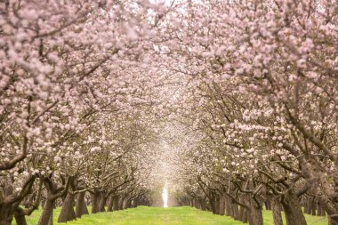 Çiçekli badem bahçesi. Avrupa 'da ilkbaharda açan pembe çiçekli güzel ağaçlar. Badem çiçeği..