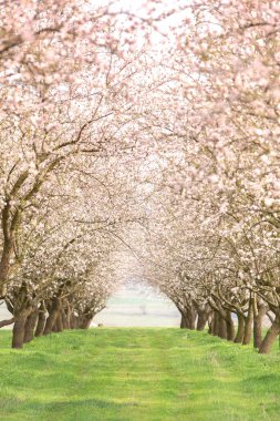 Çiçekli badem bahçesi. Avrupa 'da ilkbaharda açan pembe çiçekli güzel ağaçlar. Badem çiçeği..