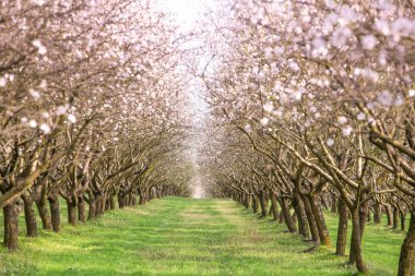 Çiçekli badem bahçesi. Avrupa 'da ilkbaharda açan pembe çiçekli güzel ağaçlar. Badem çiçeği..