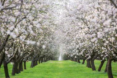 Çiçekli badem bahçesi. Avrupa 'da ilkbaharda açan pembe çiçekli güzel ağaçlar. Badem çiçeği..