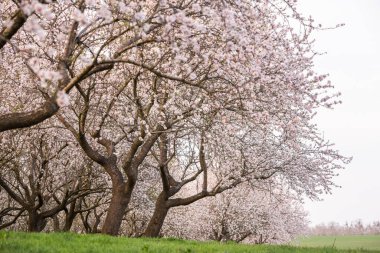 Çiçekli badem bahçesi. Avrupa 'da ilkbaharda açan pembe çiçekli güzel ağaçlar. Badem çiçeği..
