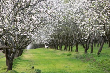 Çiçekli badem bahçesi. Avrupa 'da ilkbaharda açan pembe çiçekli güzel ağaçlar. Badem çiçeği..