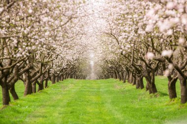 Çiçekli badem bahçesi. Avrupa 'da ilkbaharda açan pembe çiçekli güzel ağaçlar. Badem çiçeği..