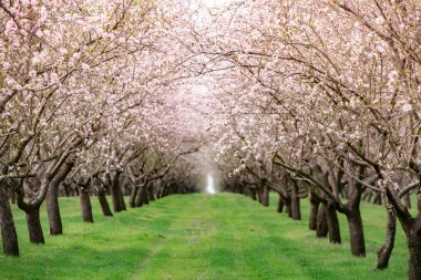 Çiçekli badem bahçesi. Avrupa 'da ilkbaharda açan pembe çiçekli güzel ağaçlar. Badem çiçeği..