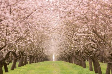 Çiçekli badem bahçesi. Avrupa 'da ilkbaharda açan pembe çiçekli güzel ağaçlar. Badem çiçeği..