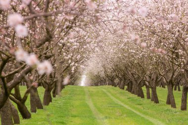Çiçekli badem bahçesi. Avrupa 'da ilkbaharda açan pembe çiçekli güzel ağaçlar. Badem çiçeği..