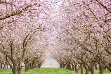 Çiçekli badem bahçesi. Avrupa 'da ilkbaharda açan pembe çiçekli güzel ağaçlar. Badem çiçeği..