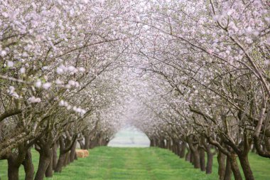 Çiçekli badem bahçesi. Avrupa 'da ilkbaharda açan pembe çiçekli güzel ağaçlar. Badem çiçeği..