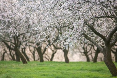 Çiçekli badem bahçesi. Avrupa 'da ilkbaharda açan pembe çiçekli güzel ağaçlar. Badem çiçeği..