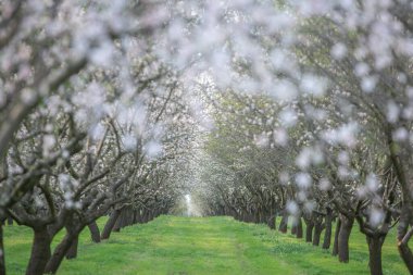 Çiçekli badem bahçesi. Avrupa 'da ilkbaharda açan pembe çiçekli güzel ağaçlar. Badem çiçeği..