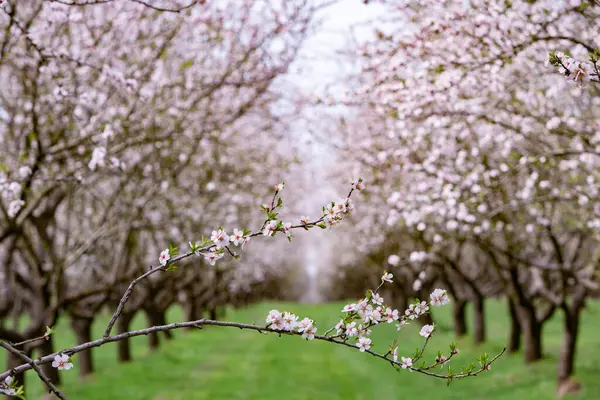 Çiçekli badem bahçesi. Avrupa 'da ilkbaharda açan pembe çiçekli güzel ağaçlar. Badem çiçeği..
