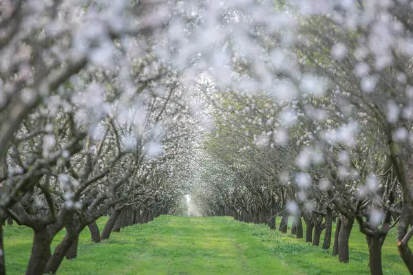 Çiçekli badem bahçesi. Avrupa 'da ilkbaharda açan pembe çiçekli güzel ağaçlar. Badem çiçeği..