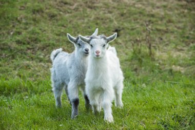 Yazın yeşil bir çayırda beyaz keçi yavrusu.