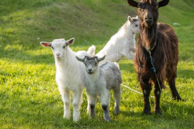 Yazın yeşil bir çayırda beyaz keçi yavrusu.