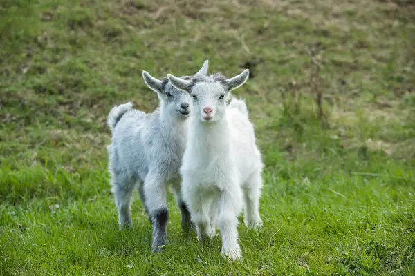 Yazın yeşil bir çayırda beyaz keçi yavrusu.