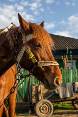 Moldova Cumhuriyeti 'nin güzel kırsal manzarası. Baharda köy hayatı.