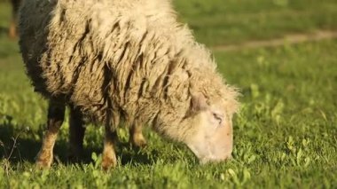 Yumuşak koyunlar ovadaki çimenlerde huzur içinde otluyor.