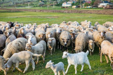 Moldova Cumhuriyeti köyündeki yeşil bir çayırda otlayan koyun sürüsü.