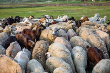 Moldova Cumhuriyeti köyündeki yeşil bir çayırda otlayan koyun sürüsü.